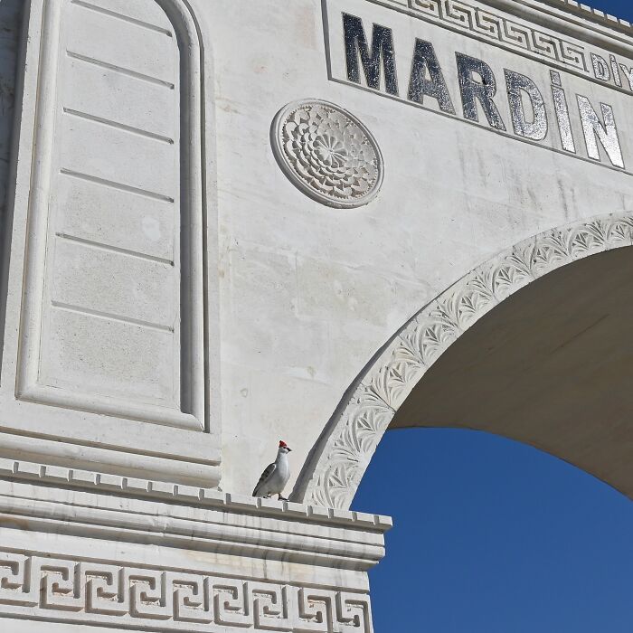 Pigeon street art wearing a red beanie and sneakers, showcasing clever interpretations of public spaces by Frankey.
