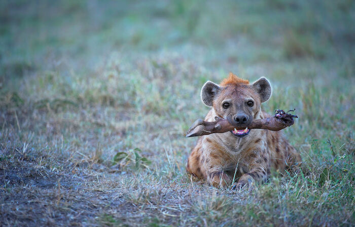 Hyena lying on grass holding prey in mouth, a captivating wildlife photo showcasing the beauty of nature through Greg Du Toit’s lens