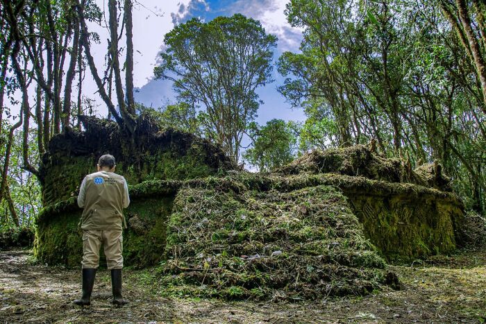 Archaeologist examining ancient moss-covered stone structures linked to a mysterious ancient civilization in a dense forest. - 1