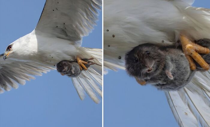Bird of prey with sharp talons carrying a small furry animal mid-flight in a breathtaking animal photo from Instagram.