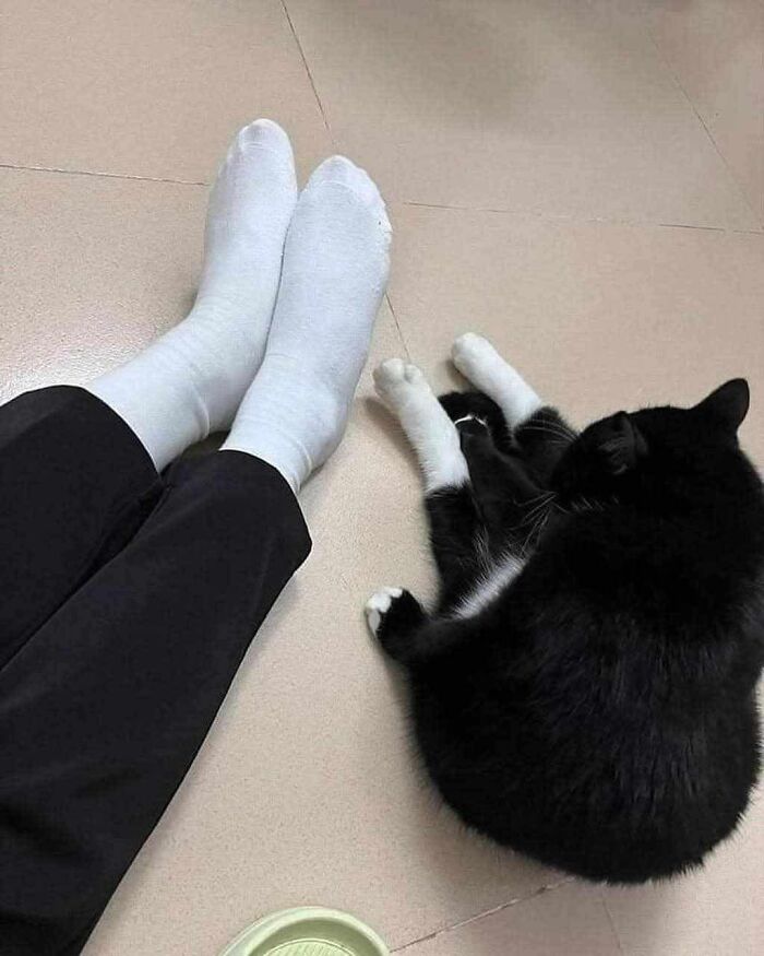 Person relaxing on the floor wearing white socks beside an adorable black and white cat sharing a calm animal moment.