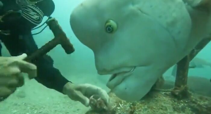 Underwater diver interacting with a playful shark, one of the random and hilarious animal pics showing their shenanigans.