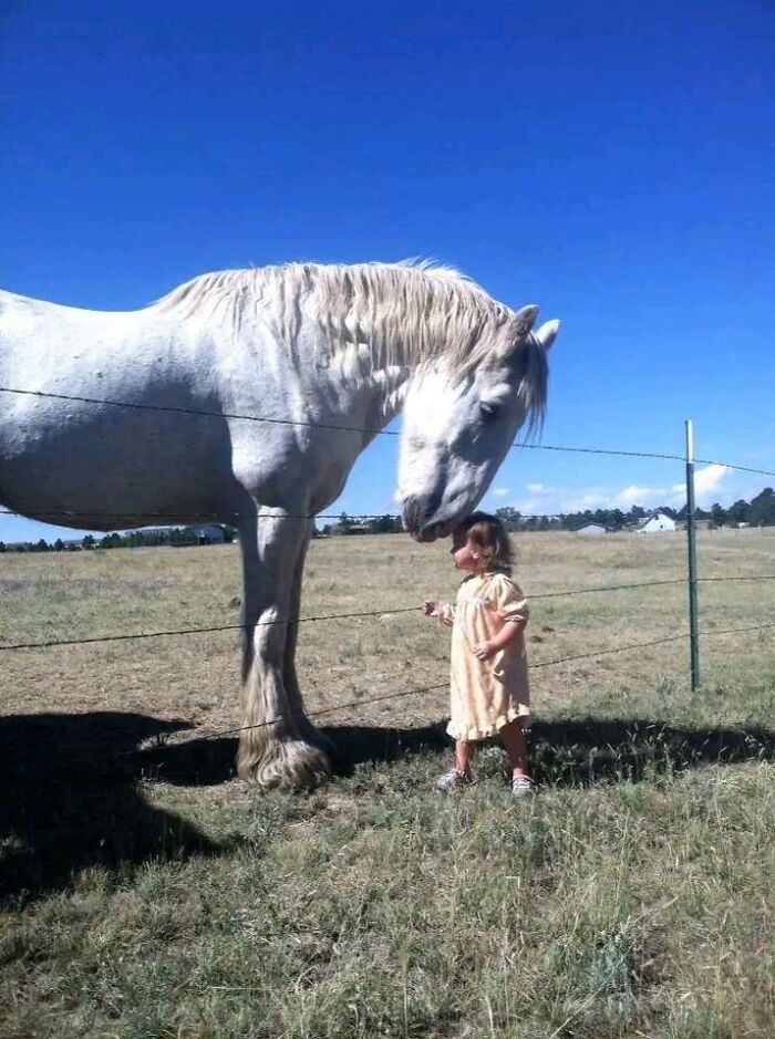 Little girl sharing an adorable animal moment with a white horse in a sunny field, capturing a sweet connection outdoors.