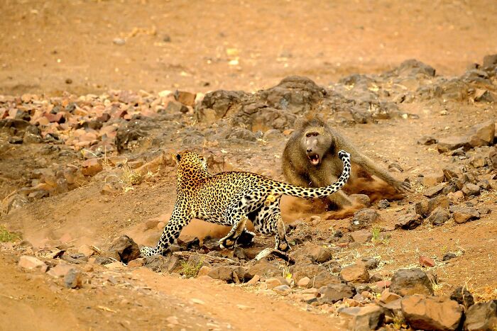 Leopard and baboon captured in a dramatic wildlife photo showcasing the beauty of nature through wildlife photography.