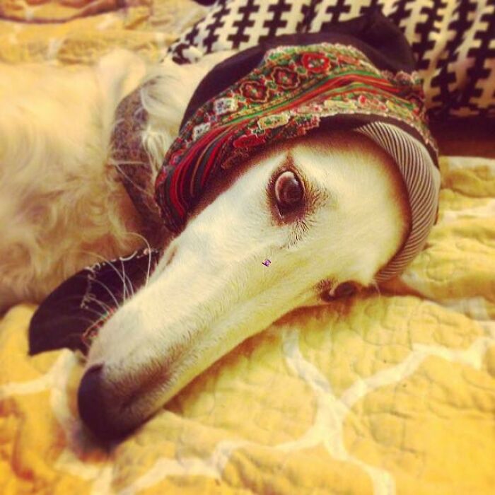 Dog lying down wearing a colorful headscarf, sharing an adorable animal moment in a Facebook group.