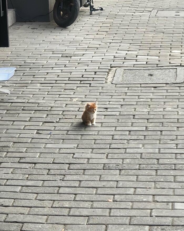 Gato pequeño y adorable sentado en un piso de ladrillos, mostrando ternura en un entorno urbano.