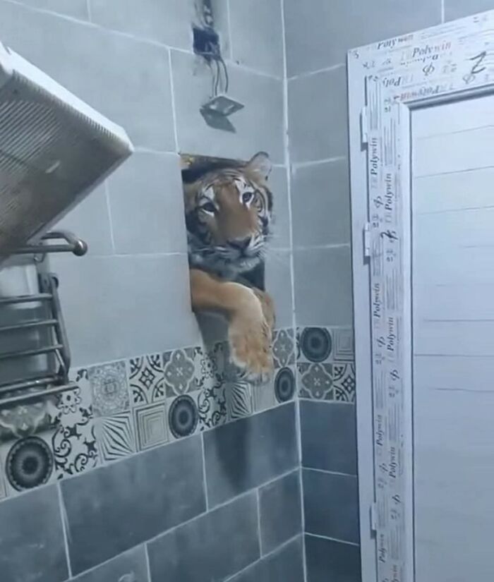 Tiger peeking through a wall opening in a tiled room, showcasing one of the random and hilarious animal shenanigans.