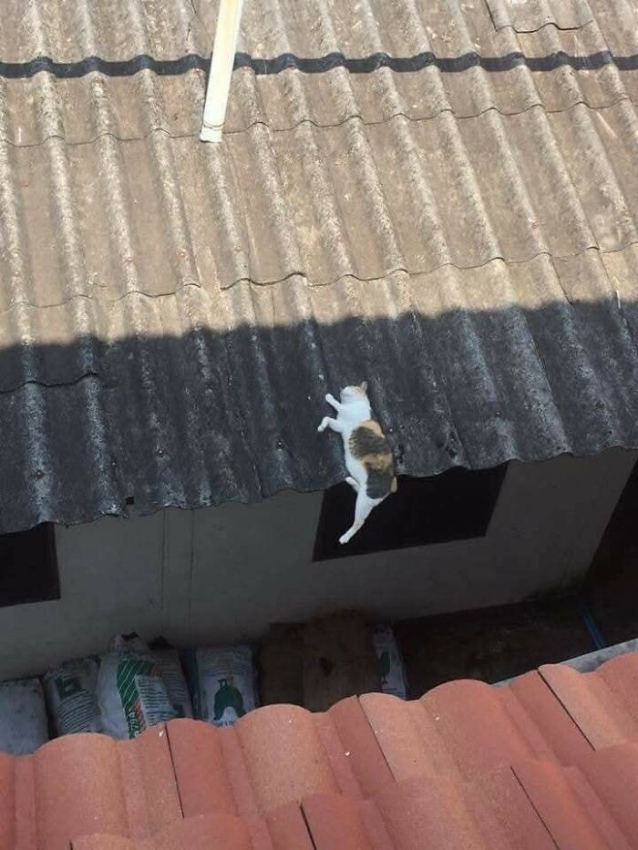 Cat hanging on a rooftop edge in a random and hilarious animal pic showing playful shenanigans.