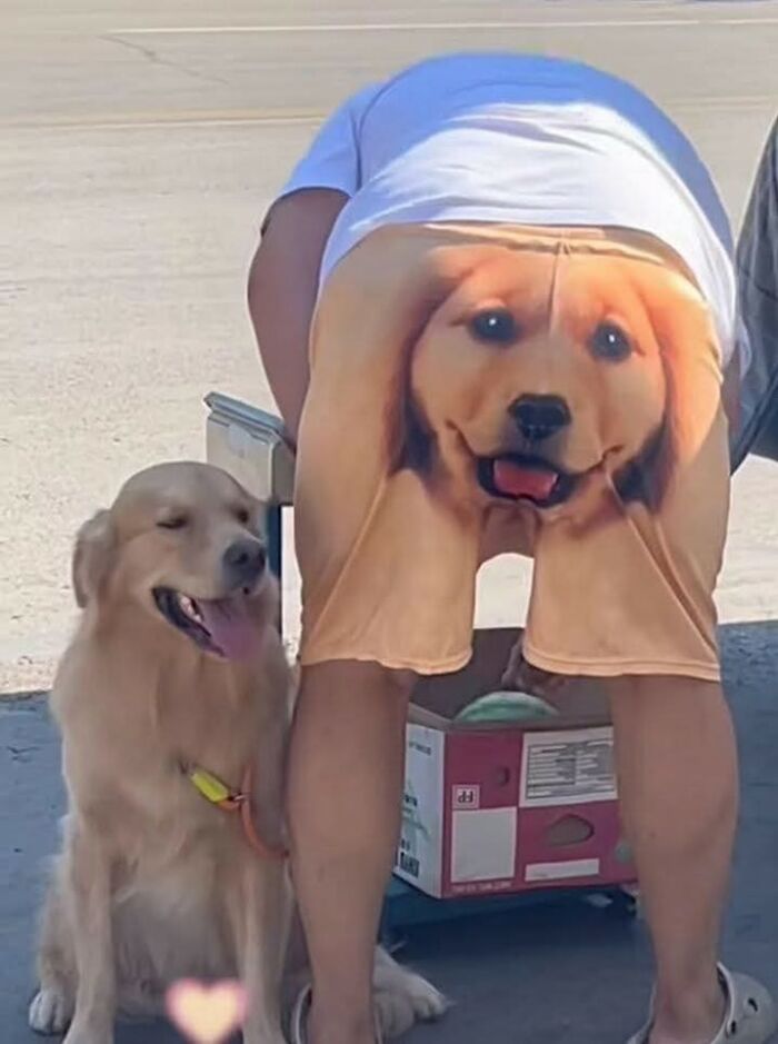 Golden retriever sitting next to person wearing shorts with a hilarious dog face print showing animal shenanigans.