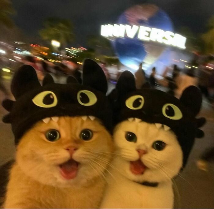 Dos gatos adorables con gorros divertidos y expresiones sorprendidas en un ambiente nocturno concurrido.