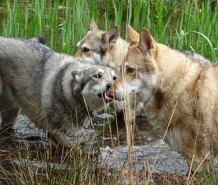 Three wolves engaging in unusual behavior in a natural wetland setting showcasing real animal behaviors.