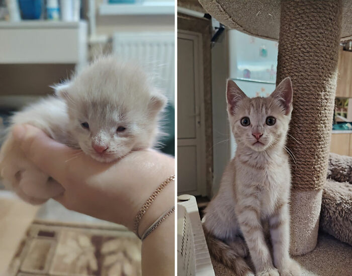Side-by-side images showing a kitten growing into a cat, capturing the wholesome moments of cat growth stages.