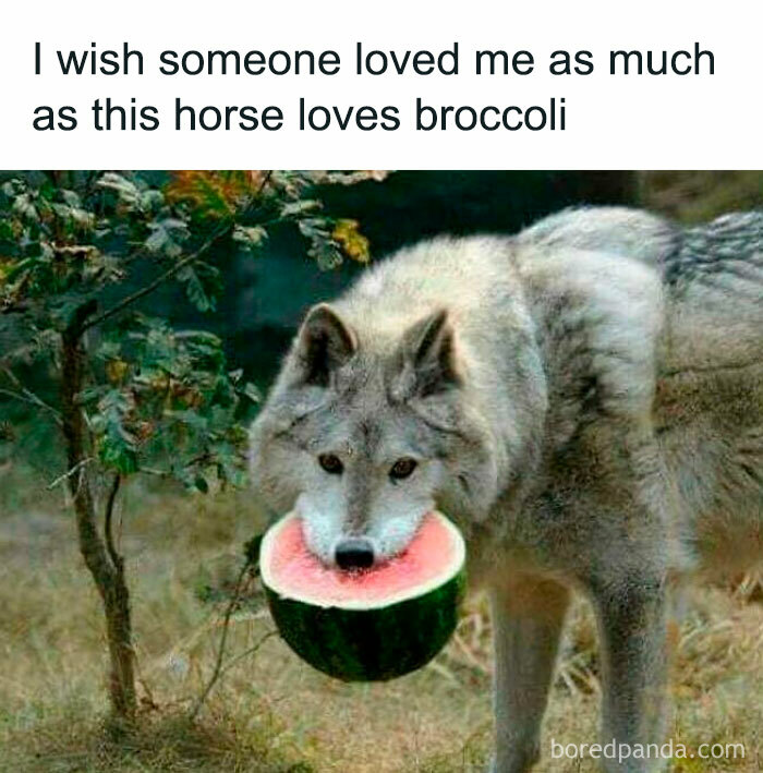 Wolf holding a watermelon slice in its mouth outdoors, relatable funny dog memes capturing quirky animal behavior.