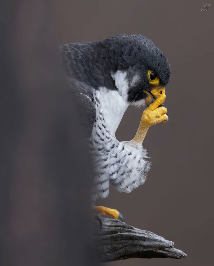 Close-up of a bird perched on a branch captured in a breathtaking animal photo, highlighting sharp feathers and details.