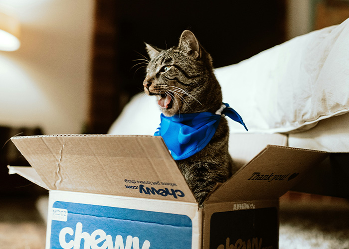 Tabby cat wearing a blue bandana sitting inside a Chewy box, revealing playful and curious former employee secrets. - 11