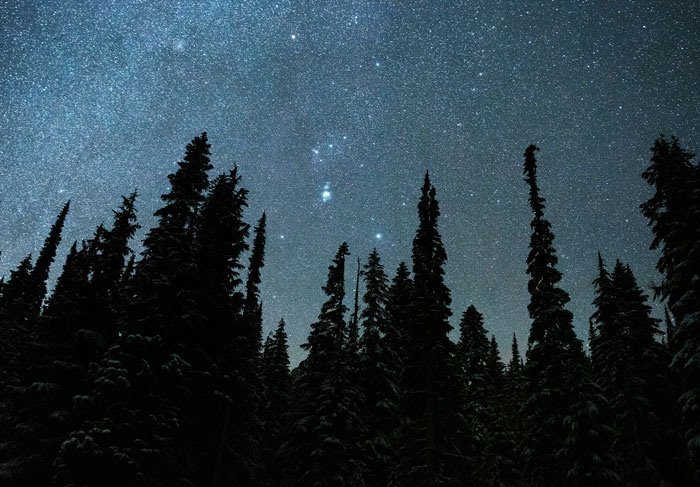 Dark forest silhouette under a starry night sky, evoking real-life horror stories and unexplainable mystery. - 25