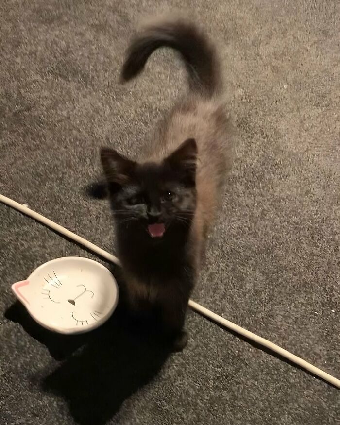 Gato negro adorable mirando hacia arriba con plato decorativo de gato sobre alfombra gris en interior.