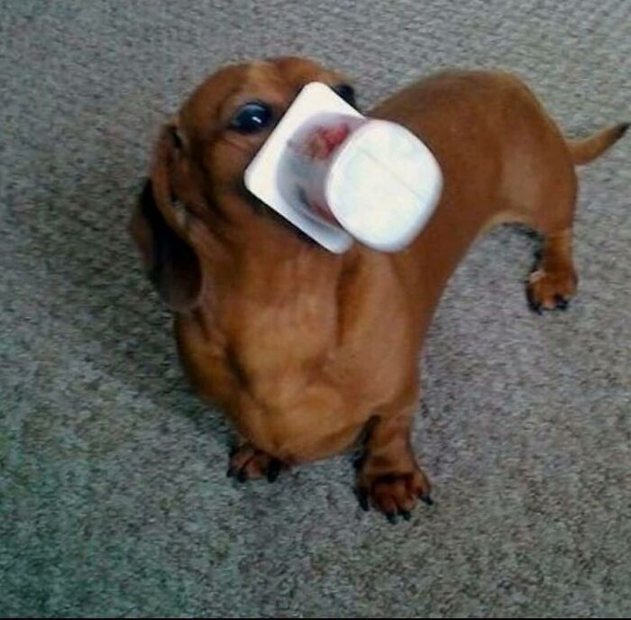 Dachshund dog with an empty yogurt container stuck on its snout, sharing an adorable animal moment.