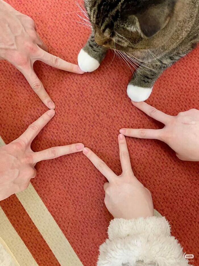 Gato adorable con patas blancas formando estrella con dedos humanos sobre alfombra roja. Fotos de gatos adorables.