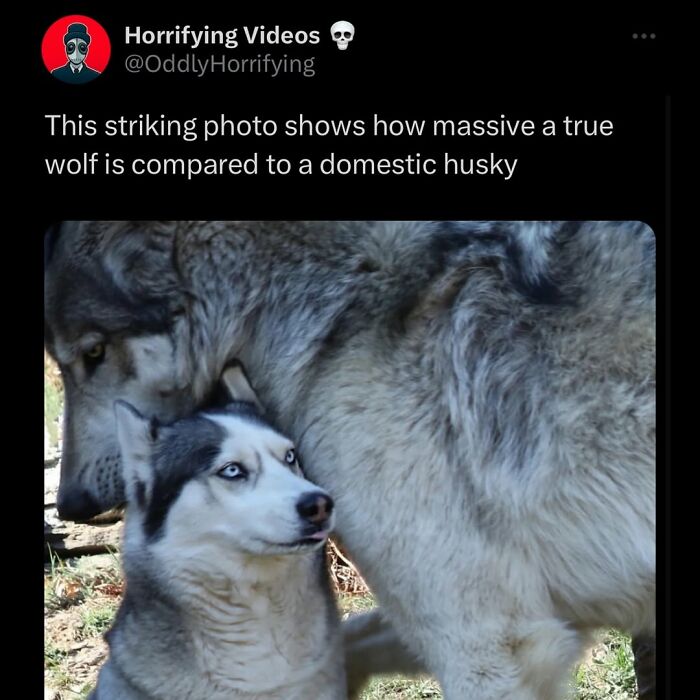 Image showing the size difference between a massive true wolf and a smaller domestic husky, highlighting unnerving animal comparison.