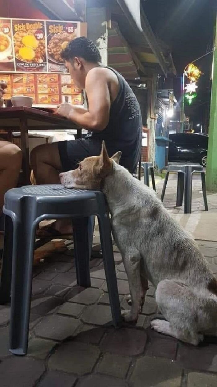 Dog resting head on a stool while people enjoy a meal, sharing adorable animal moments in a casual outdoor setting at night