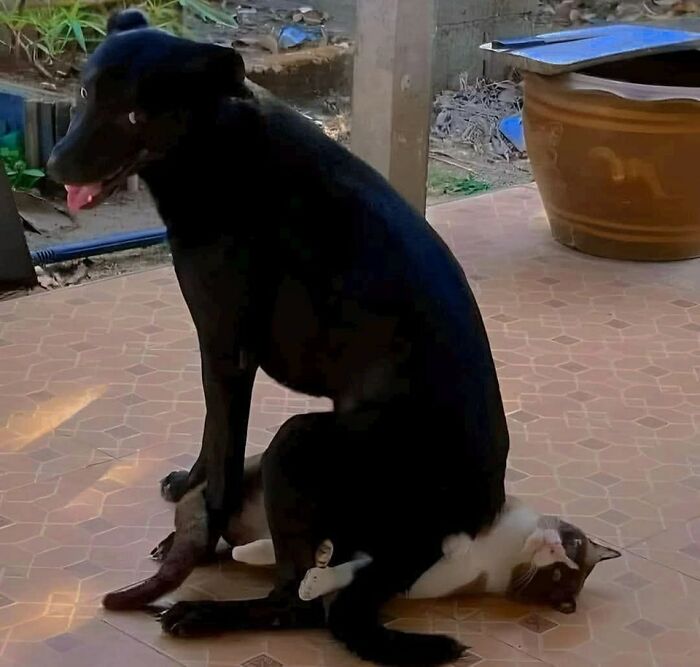 Black dog sitting on a cat on a tiled floor, showcasing funny animal pics and their playful shenanigans outdoors.