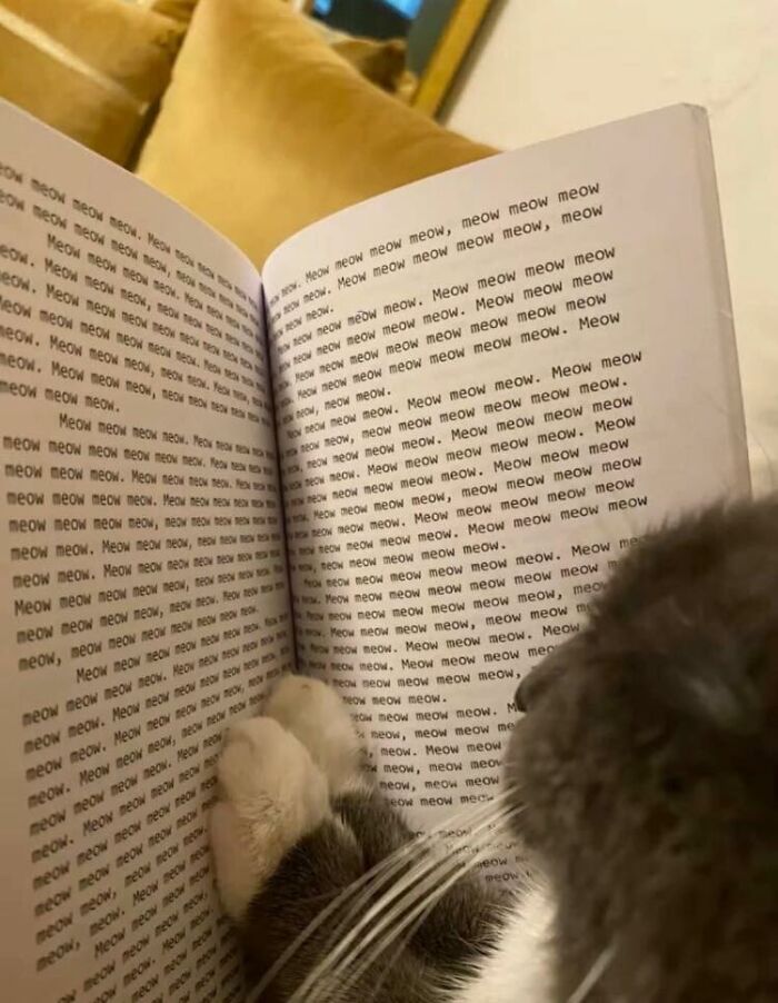 Cat with paws on a book filled with the word meow, sharing adorable animal moments in a cozy setting.