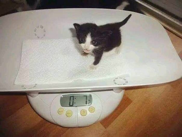 Tiny black and white kitten being weighed on a digital scale, capturing an adorable animal moment shared online.