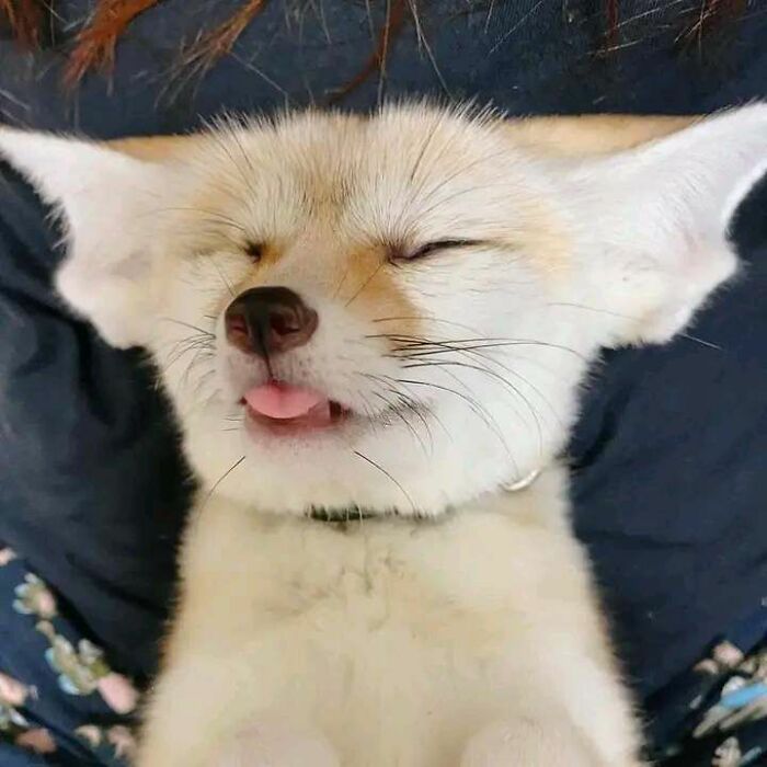 Smiling adorable animal moment of a sleepy fennec fox with its tongue out, shared in a popular Facebook group.