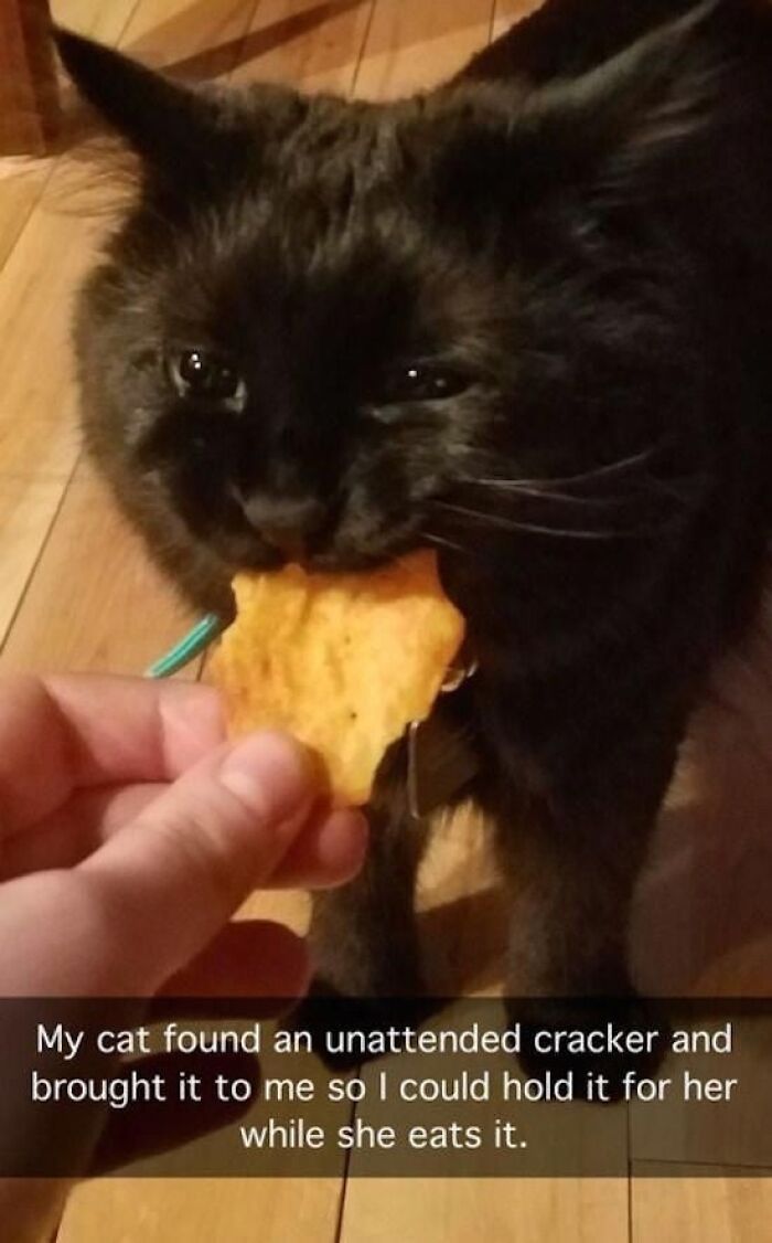 Black cat gently eating cracker held by human hand, showcasing the simple beauty of planet Earth moments.
