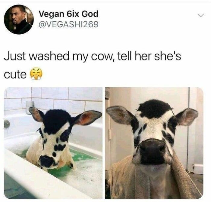 Calf enjoying a bath and wrapped in a towel, showcasing the beauty of planet Earth in a wholesome moment.