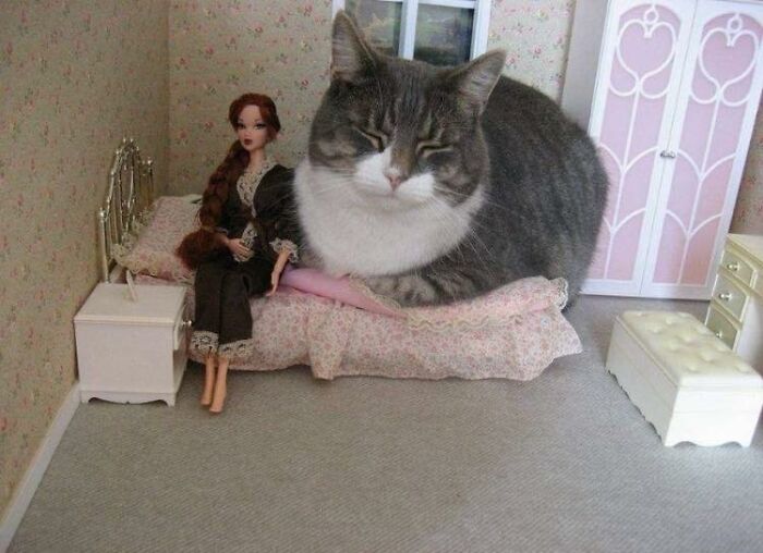 Large cat sleeping on a bed next to a doll in a miniature room, a blessed image to make you smile.