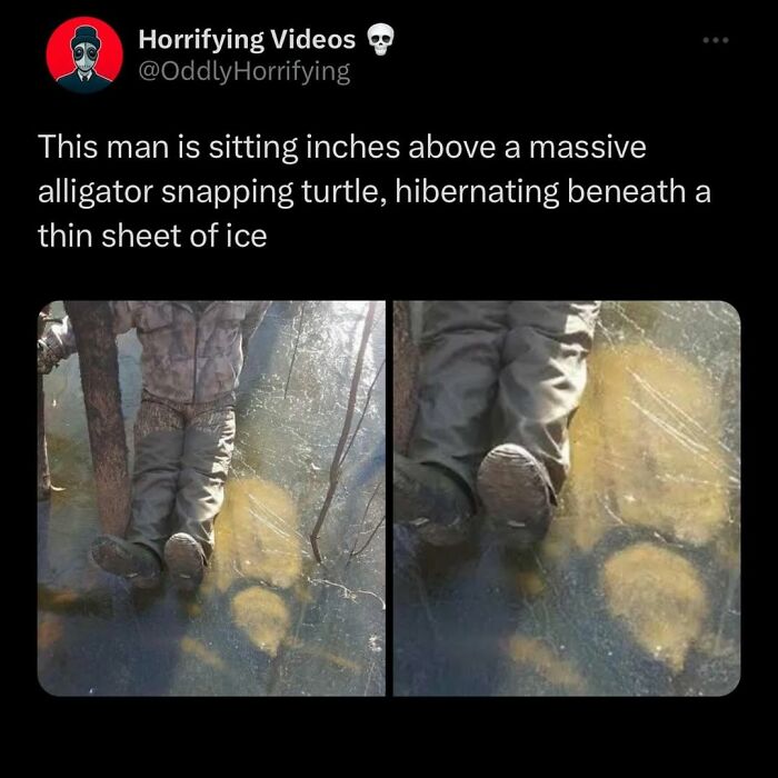 Man sitting inches above a massive alligator snapping turtle hibernating beneath a thin sheet of ice in unnerving image.