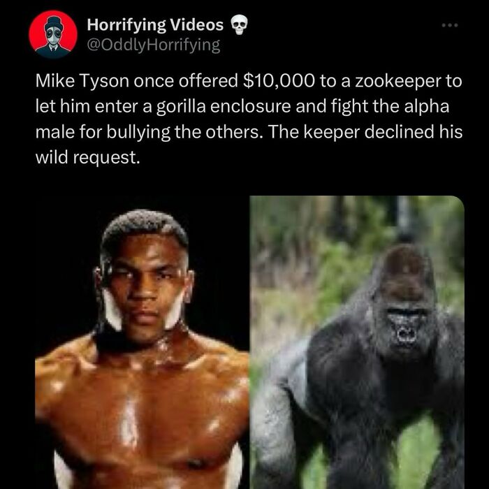 Mike Tyson’s $10,000 offer to fight an alpha gorilla declined by zookeeper, captured in an unnerving odd horror moment.