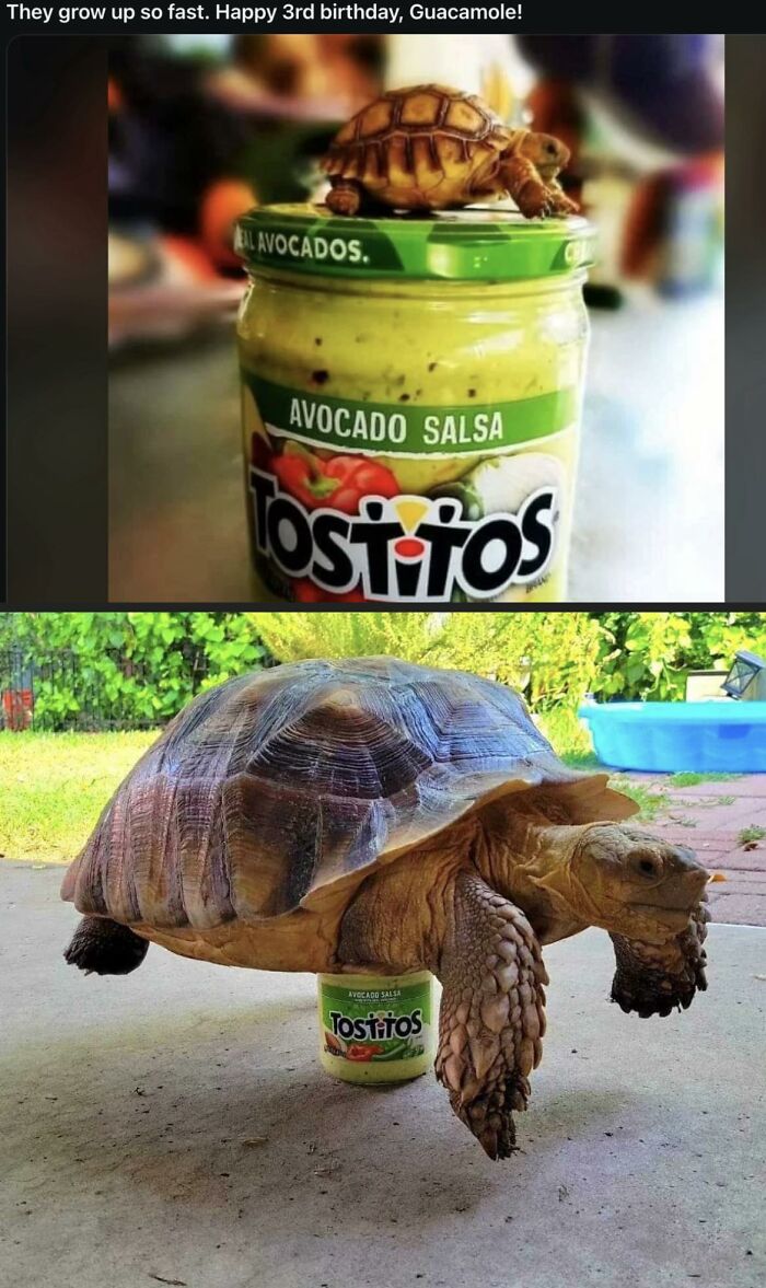Tiny tortoise on a Tostitos avocado salsa jar and same tortoise grown, standing on the jar, adorable animal moments shared