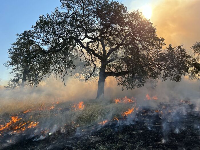Wildfire burning through dry grass and trees with smoke rising under bright sunlight during catastrophic wildfires.