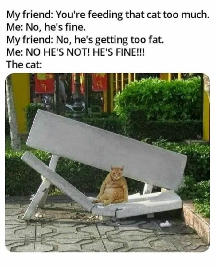 Chubby cat sitting on a broken bench with text about feeding cats too much in funny animal memes.