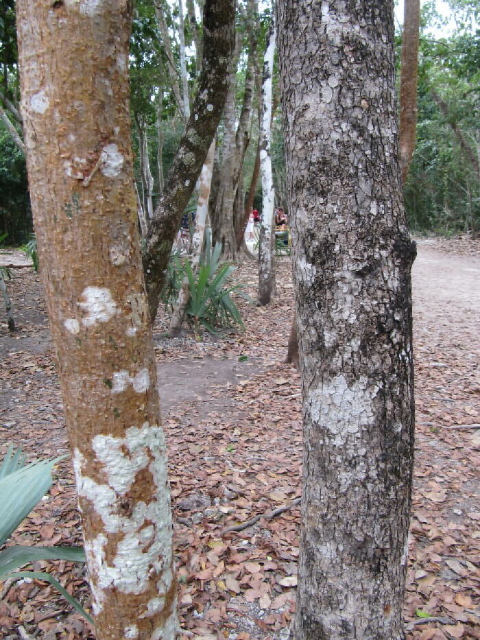 Forest scene with trees showing unusual white patches on bark, highlighting one of the most interesting mysteries that still baffle people.