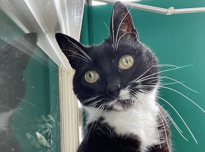 While You're Away, Your Cat's Taking Selfies (10 Pics)