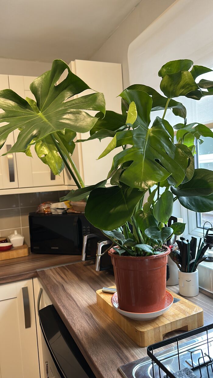 Plant My Daughter And Daughter In Law Gave Me For My Birthday, I Love It (Her Name Is Margarita)