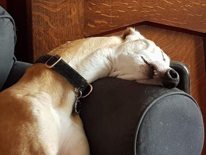 Unphotogenic dog sleeping with its head awkwardly resting on a couch arm, showcasing a hilariously unflattering pose.
