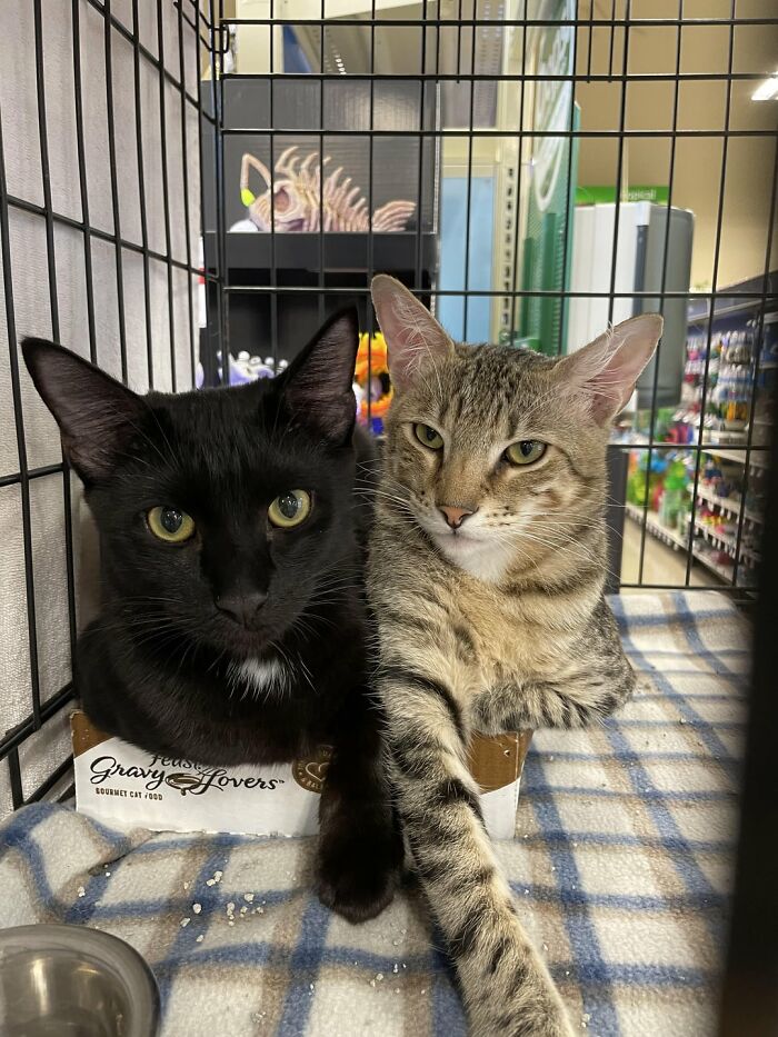 Two bonded cats, one black and one tabby, relaxing together in a cozy shelter cage providing warmth and companionship.