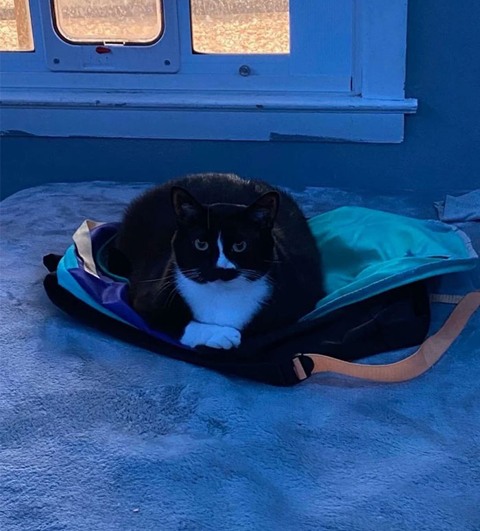 Overweight black and white cat resting on a backpack on a bed in a softly lit room. - 5