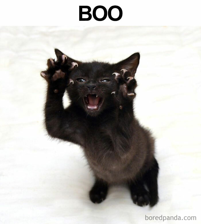 Black kitten with claws out and mouth open as if saying boo, illustrating a nerdy and weird meme concept.