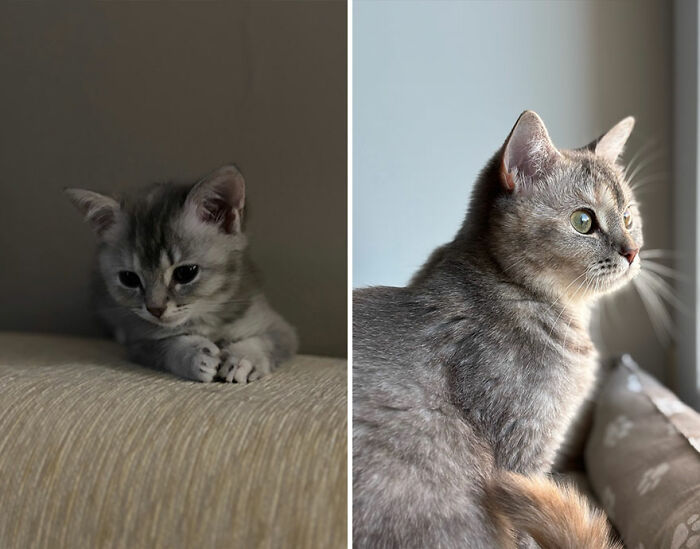 Side-by-side images of a grey kitten and the same cat grown, showcasing kittens growing into cats.