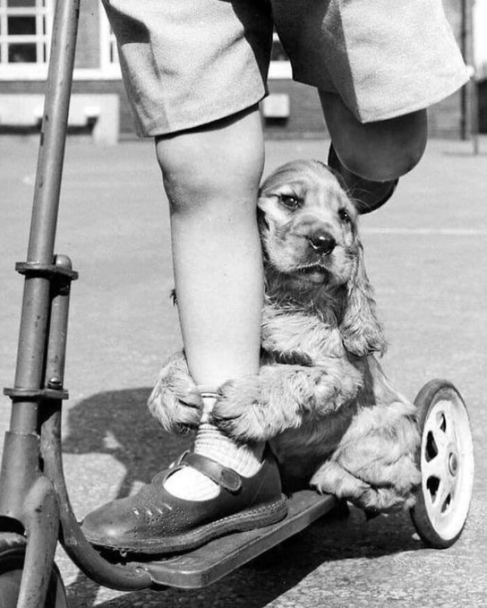 Puppy clinging to child's leg on a scooter in a charming moment featured in breathtaking animal photos collection.