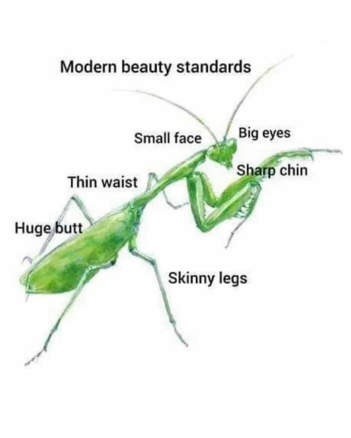 Praying mantis labeled with modern beauty standards in a funny animal meme about appearance features.