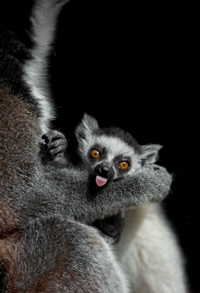 Funny animal close-up of a lemur with bright eyes sticking out its tongue, capturing unexpected humorous animal moments.
