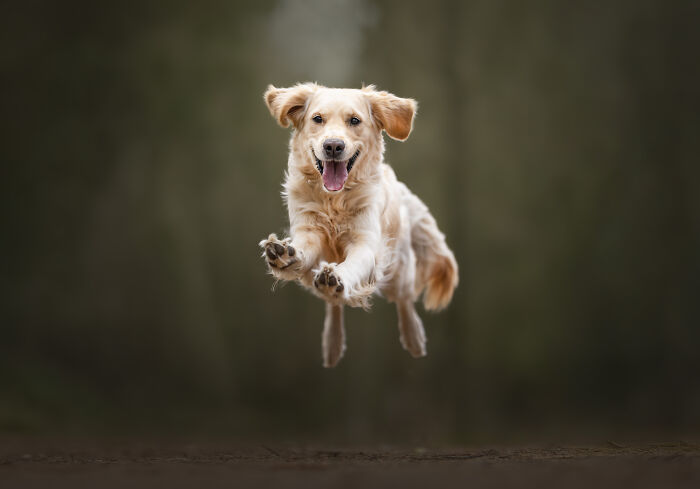 Golden retriever mid-air leap with joyful expression, capturing one of the funny animals that didn’t mean to be humorous.