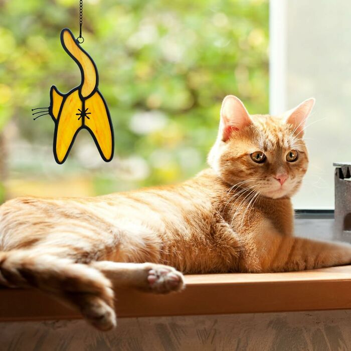 Orange tabby cat relaxing on a windowsill next to a weird hanging decoration, one of the weirdest Amazon picks.